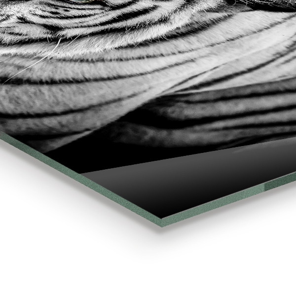 Sklenený obklad do kuchyne Biely sibírsky tiger