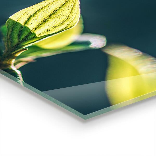 Nástenný panel  Lesklý list na konári