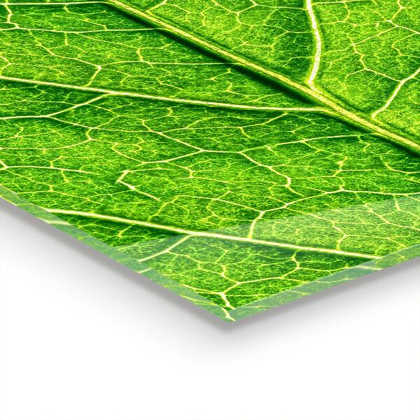 Nástenný panel  Podrobnosti o jemných listoch