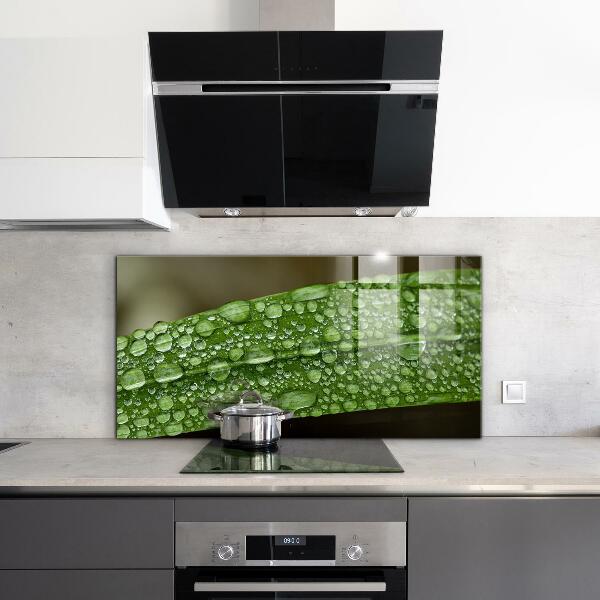 Nástenný panel  Zelený list po daždi