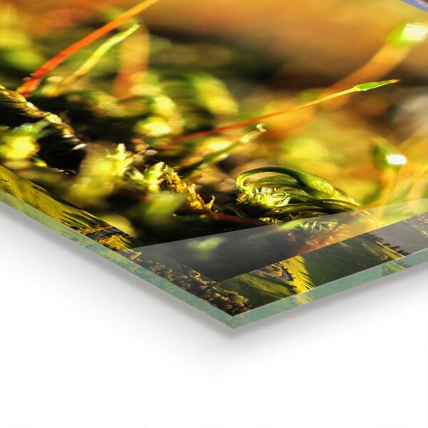 Nástenný panel  Podrobnosti o lesnom machu