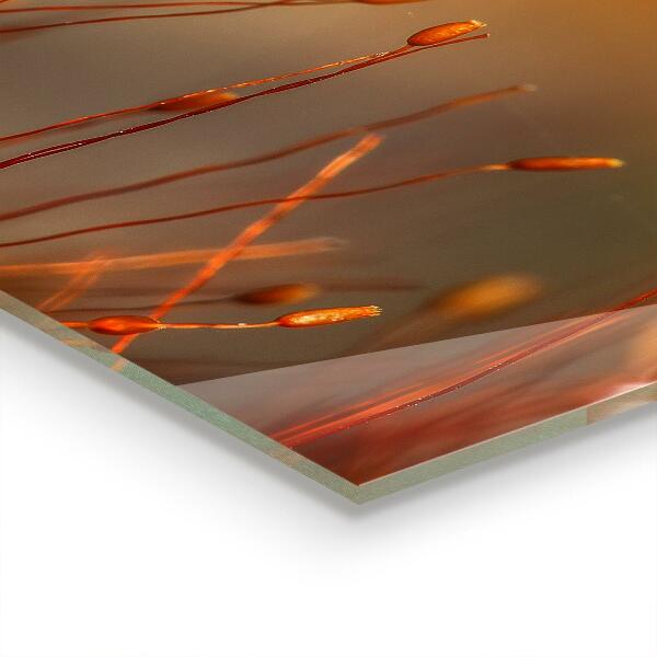 Nástenný panel  Obilné pole pri západe slnka