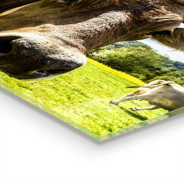 Sklenený obklad do kuchyne Vidiecke podnebie krowa pole