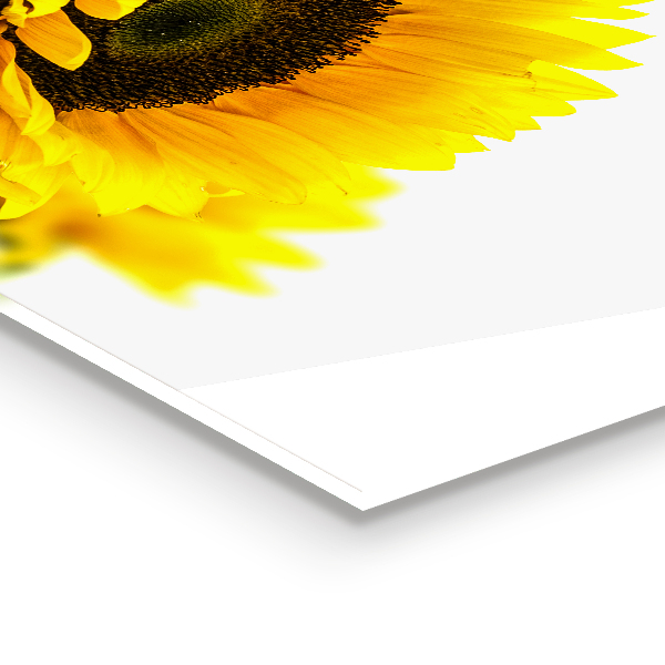 Nástenný panel  Letná slnečnicová kytica