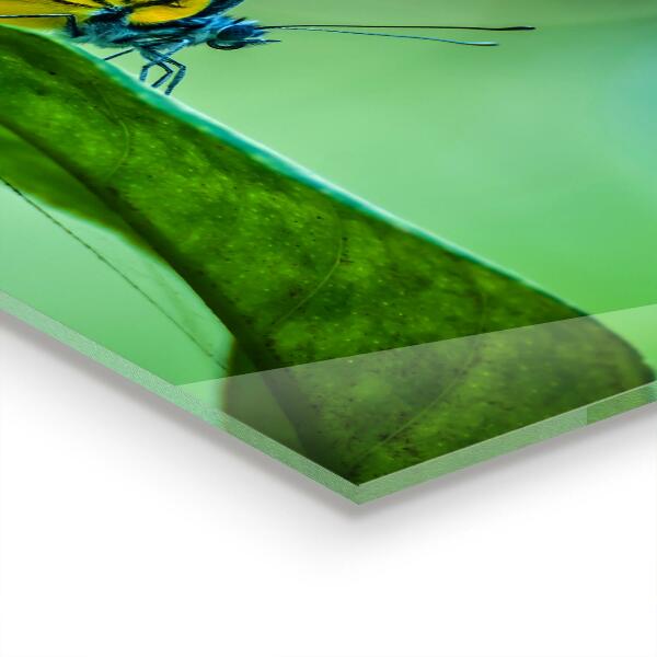 Sklenený obklad do kuchyne Motýľ spočíva na liste